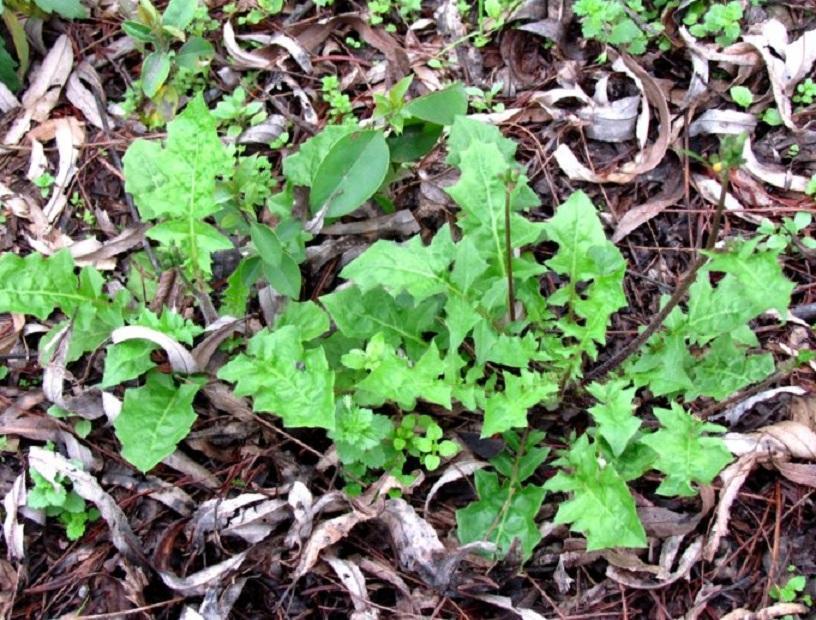 农村的各种野菜有营养吗,田间野菜好吃