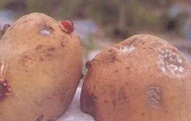 马铃薯的地下害虫有哪些,马铃薯种植技术及病虫害防治