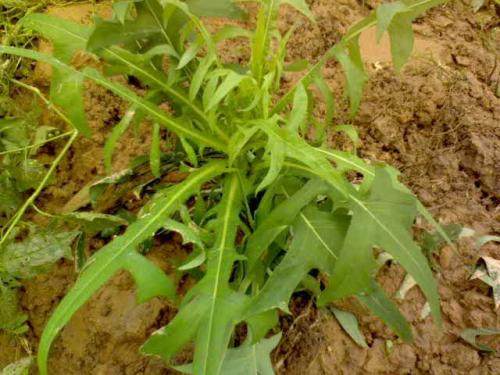 她身患癌症,35岁患上癌症她不远千里北上求医