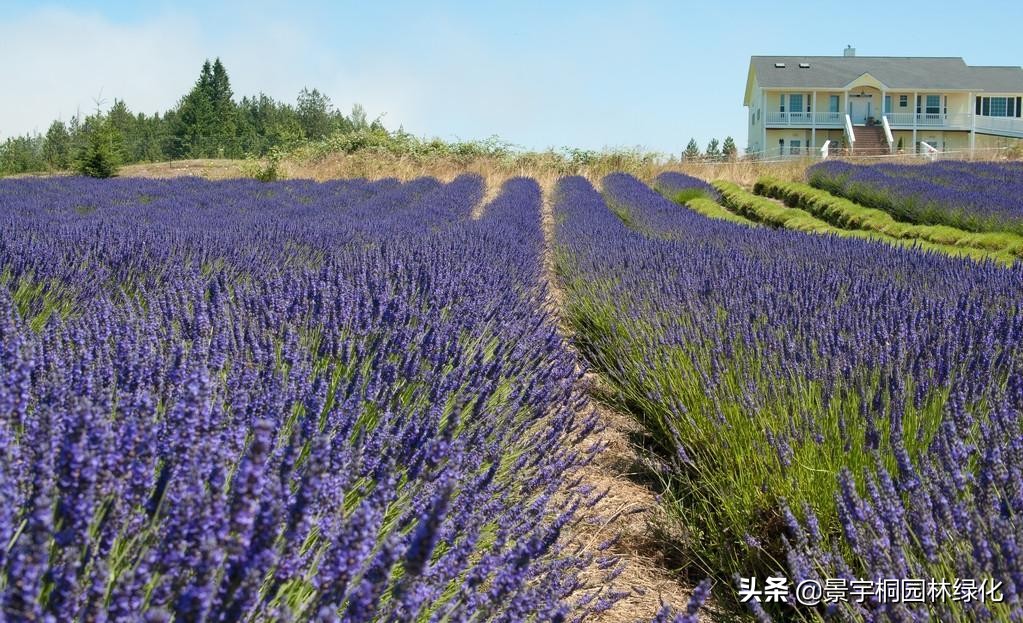 熏衣草种子哪里有卖的,薰衣草种苗价格多少