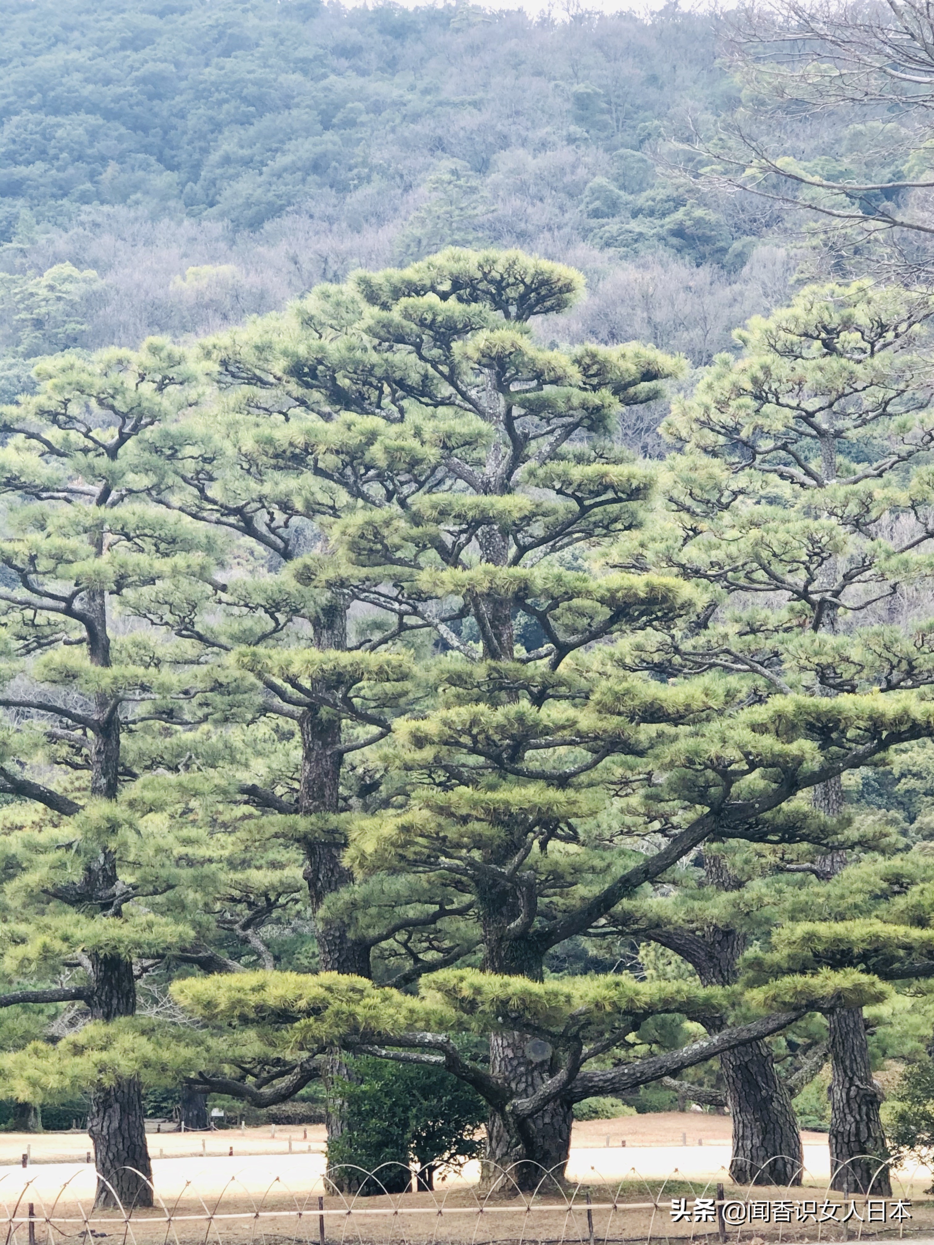 日本的米其林三星餐厅,日本米其林三星参观
