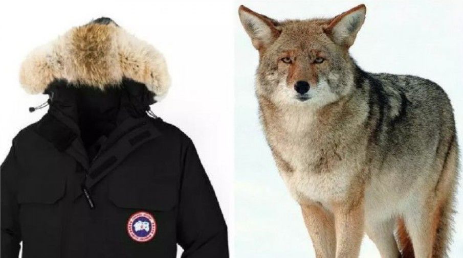 十件大鹅九件假,十件大鹅九件假四招教你辨真假