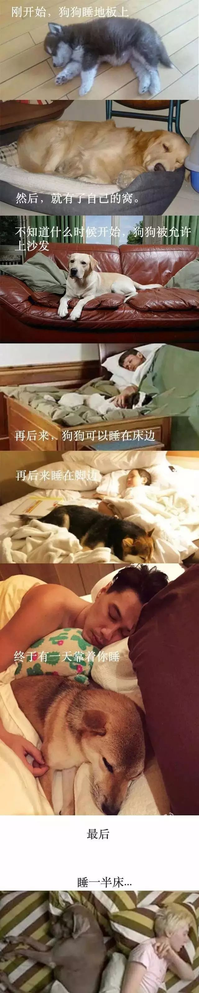 家里的狗为什么要嚎叫,为什么狗总想上床睡觉