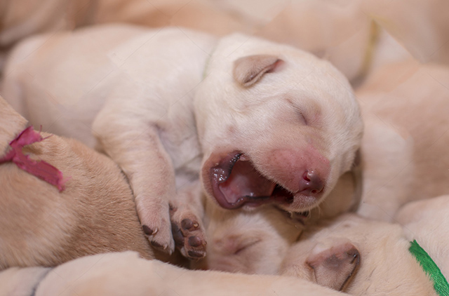 拉布拉多产后怎么护理拉布拉多产后易患的疾病有这些