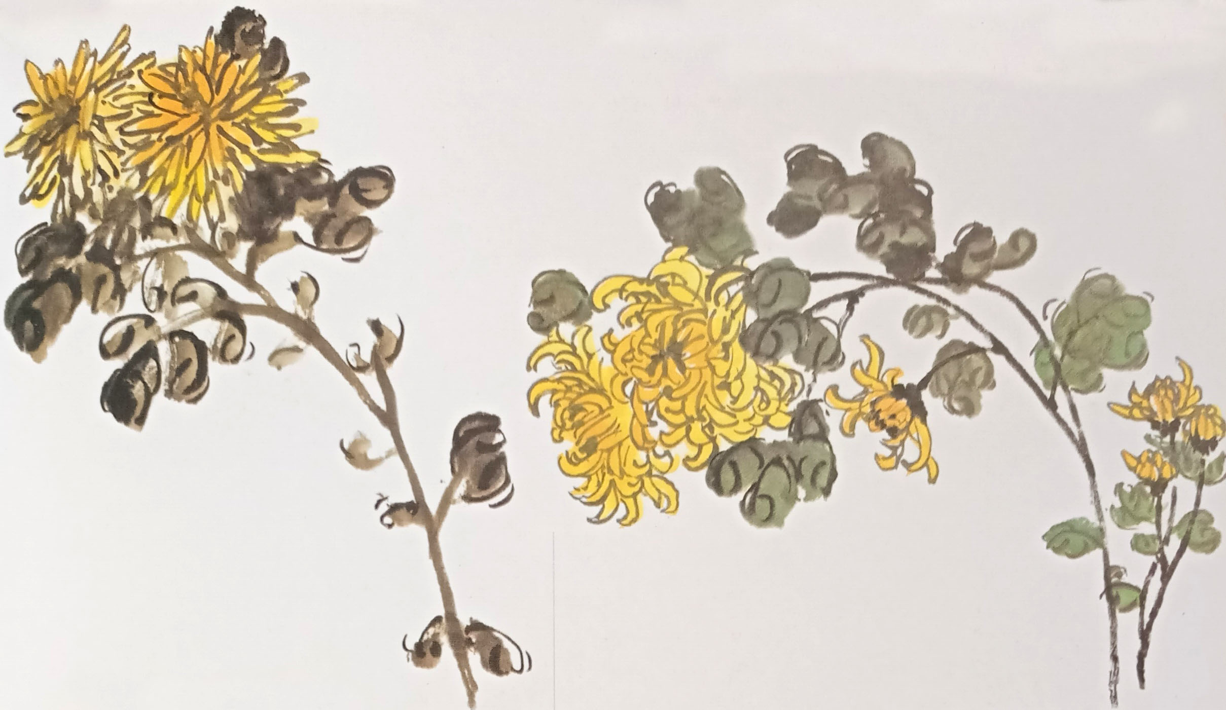 国画菊花初学者怎么画视频,圆形卡纸怎样画菊花国画