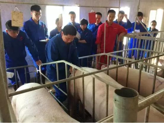 母猪深部输精一天输精几次为最佳,深部输精的正确操作