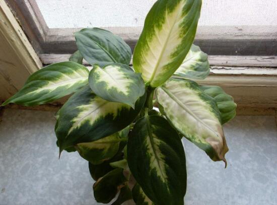 紫背万年青有没有药用价值,紫背万年青有毒吗