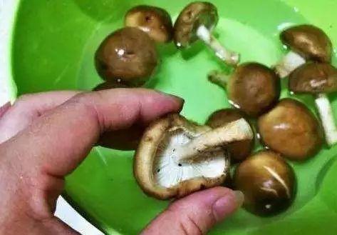 香菇洗法窍门,香菇里面有小虫子怎么办