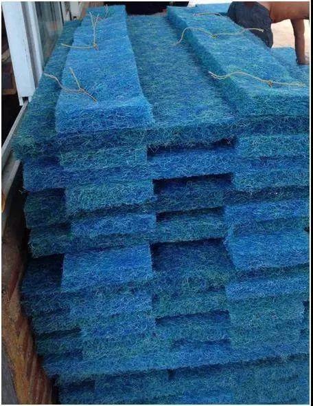 小鱼缸都适合养什么,小鱼缸都适合养啥