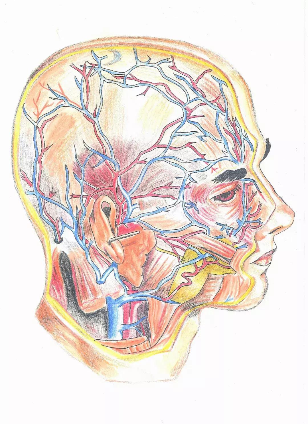 兰大医学生手绘解剖图,南方医科大学学生手绘解剖图