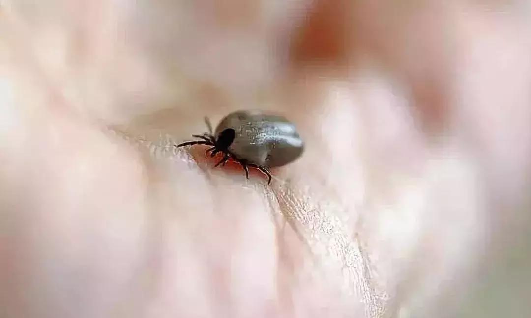 夏天最要小心这四种虫子,在外面遇到这种虫子千万别用手拍