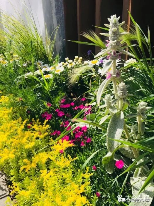 京城新增一“小江南”！免费人少