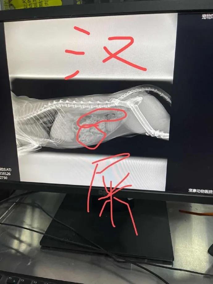 万万没想到被骗的这么惨，我们家猫怀了一肚子屎