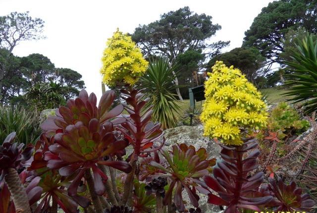 多肉开花怎么修剪,多肉开花剪花还是连花箭一起剪