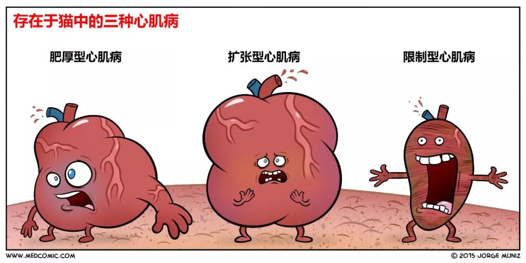 猫咪肥厚型心肌病怎么预防,猫肥厚型心肌病b超诊断