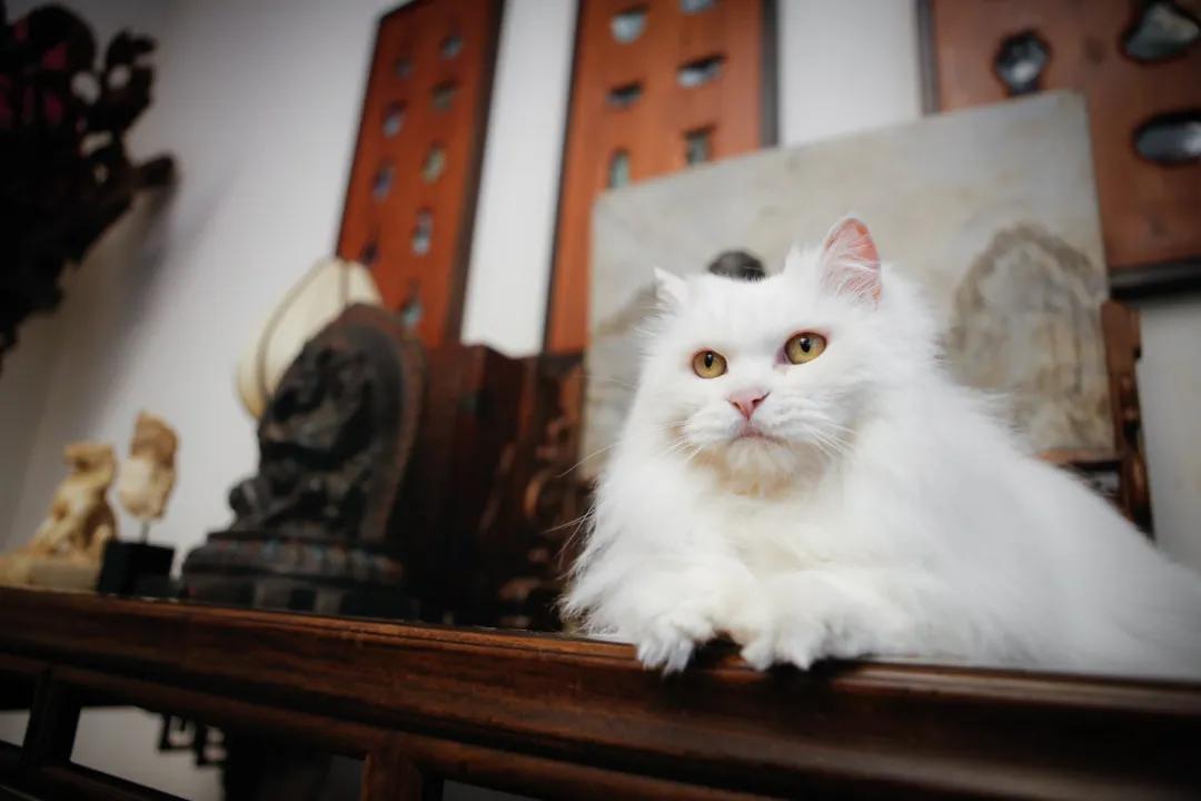 跟本喵同星座的两脚兽一定很“仙儿”