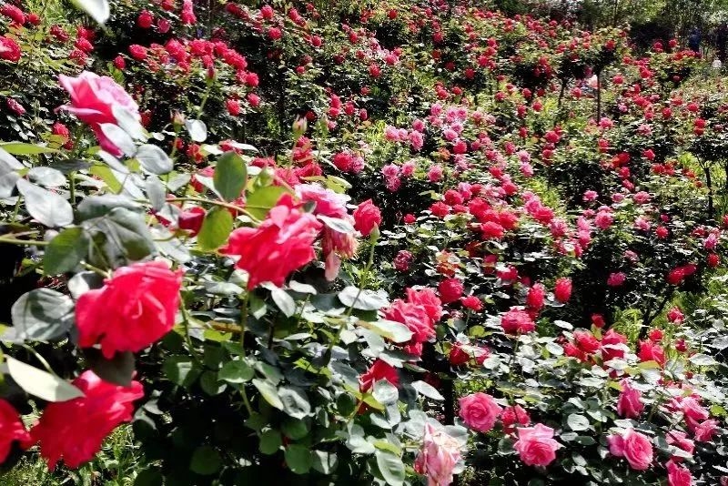 农家乐重庆附近推荐,重庆周末农家乐