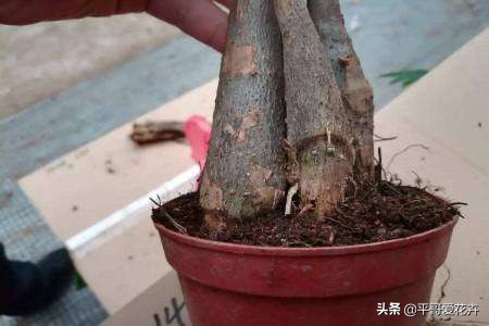 植物严重冻伤太阳晒可以怎么挽救,植物冻害补救最佳方法