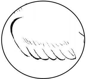 国画初学者入门步骤鸟禽,国画各种鸟类画法大全