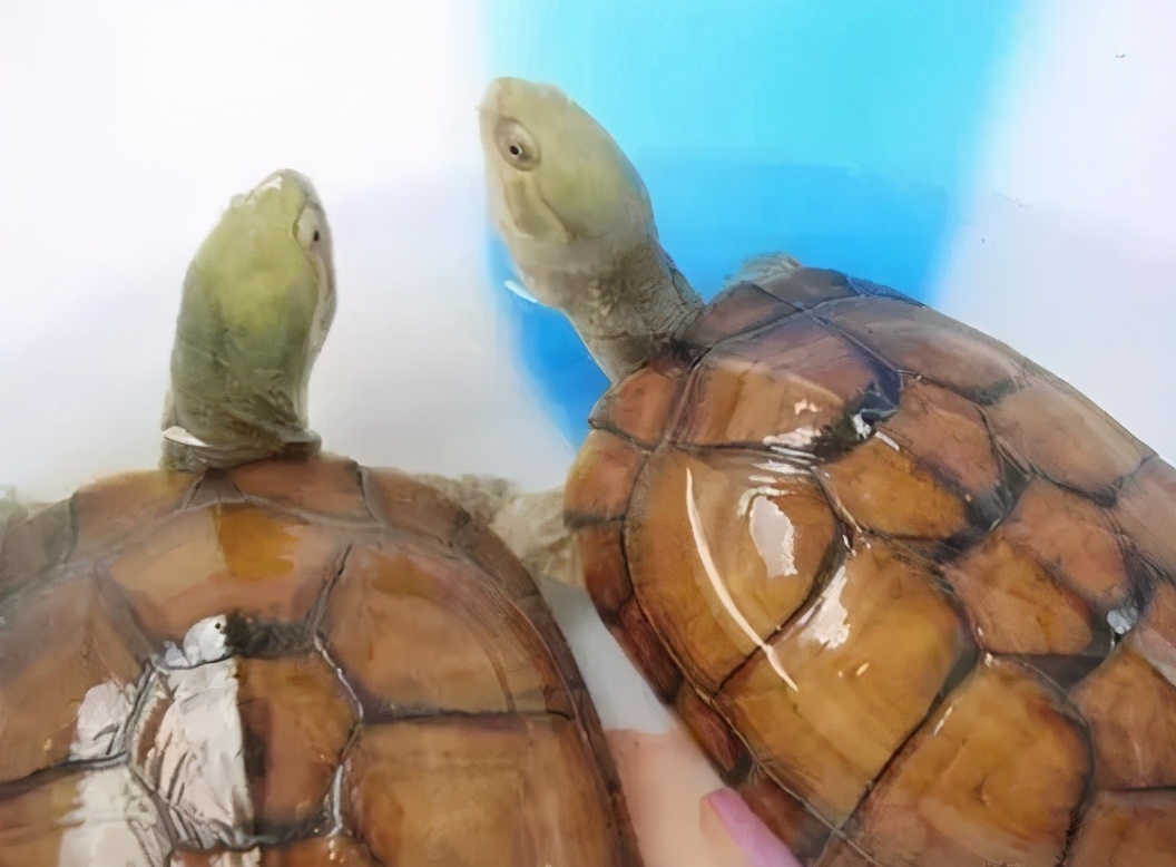 龟类大百科,大眼睛龟类