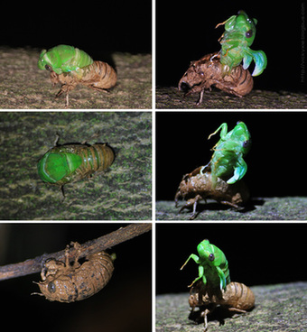 金蝉在黑暗中蛰伏多年,金蝉的一生要经历多少阶段