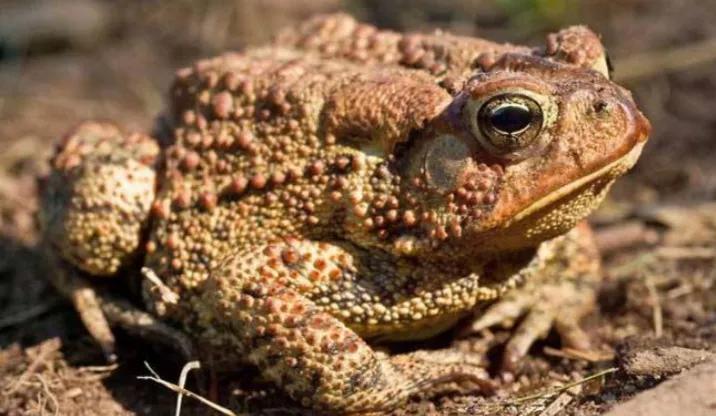 老话“不怕癞蛤蟆进家，就怕3树立门头”，啥意思？