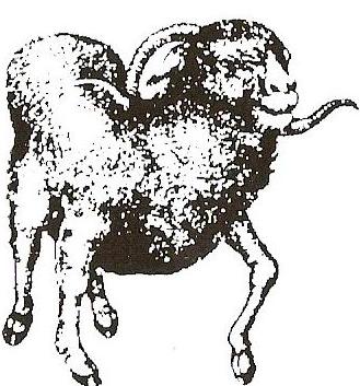 犊牛病诊断与治疗,犊牛佝偻病治疗方法