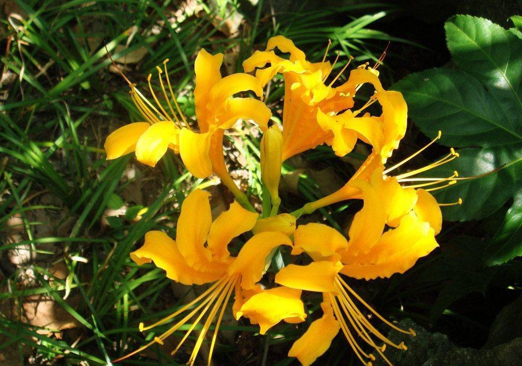 彼岸花开花不红,彼岸花开花不长叶