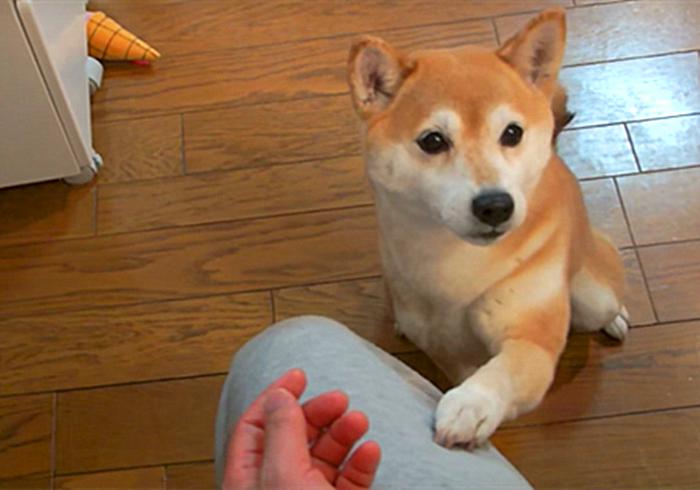 柴犬作揖是为啥,柴犬表示认错