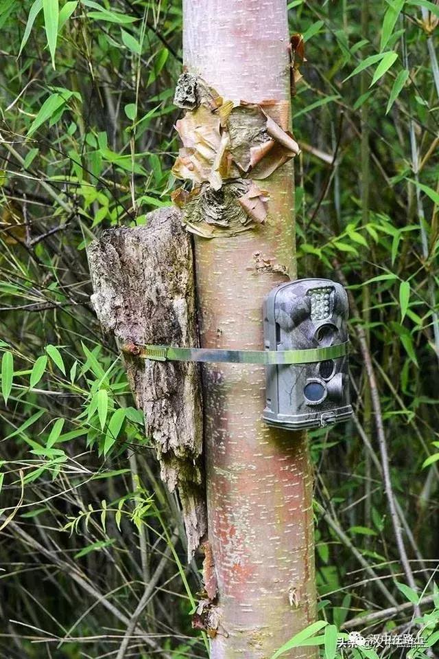 探秘汉中,汉中一村子窜入野生羚牛