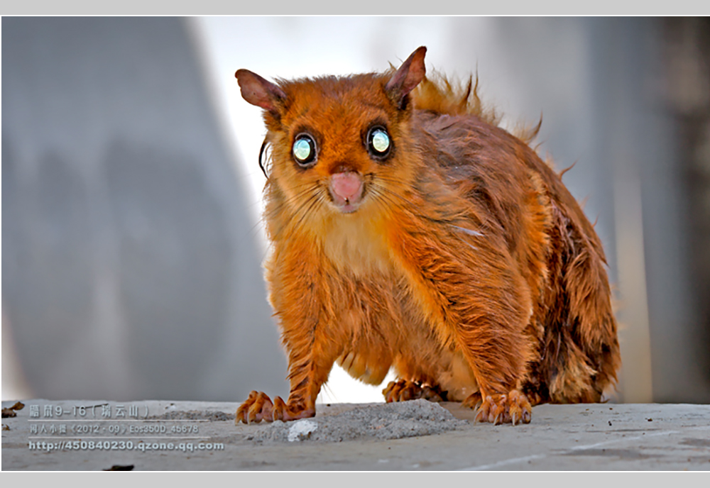 摄影飞行素材,飞鼠摄影作品欣赏