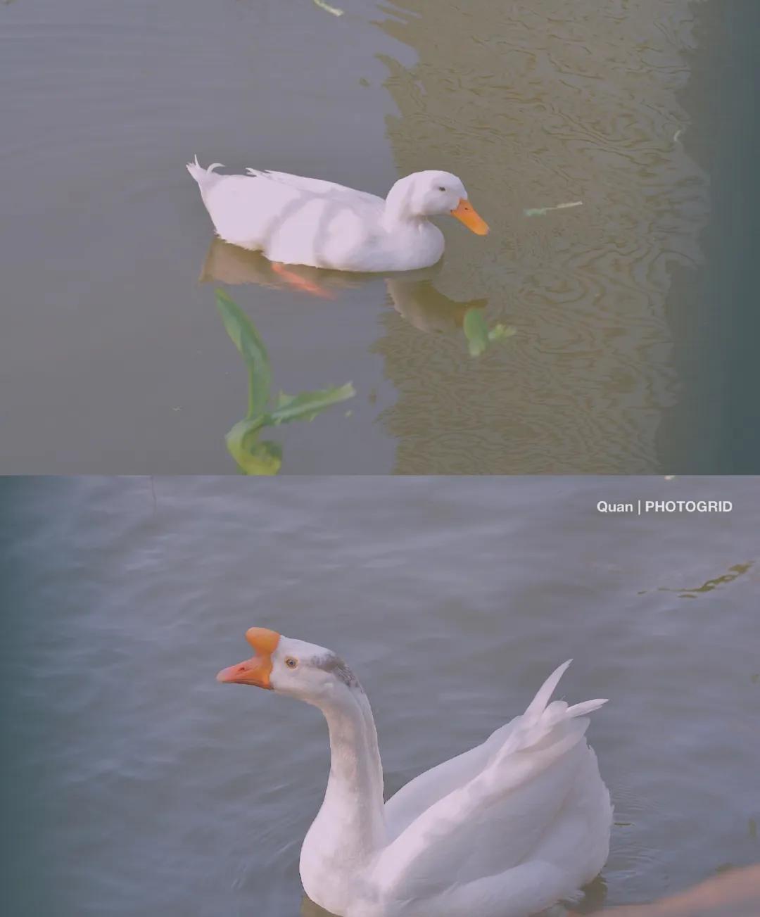 一个不出郑州的踏青好去处,天津春游公园推荐