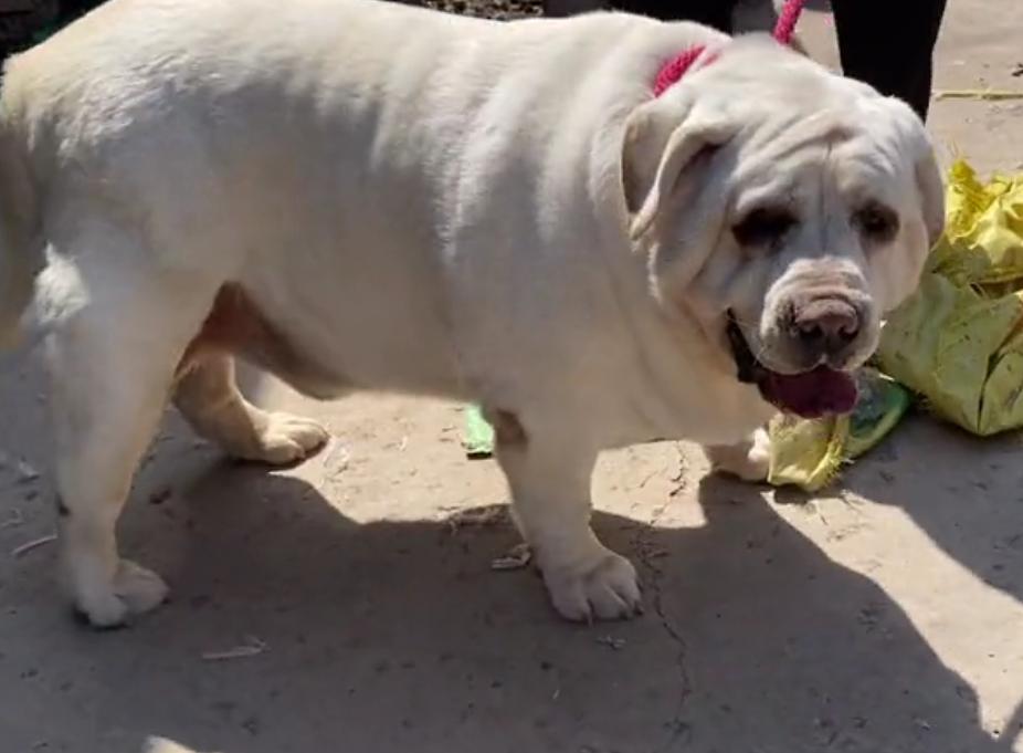 拉布拉多重120斤酷似小猪,拉布拉多82斤多少钱