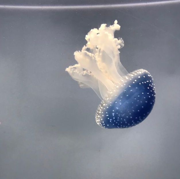 常州金鹰海洋世界门票,常州海洋金鹰海洋世界