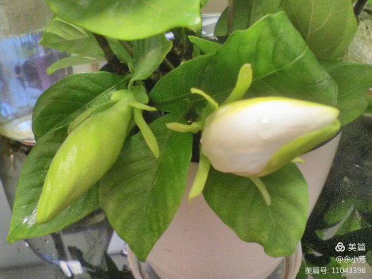 栀子花开歌曲歌词,栀子花开歌曲完整版