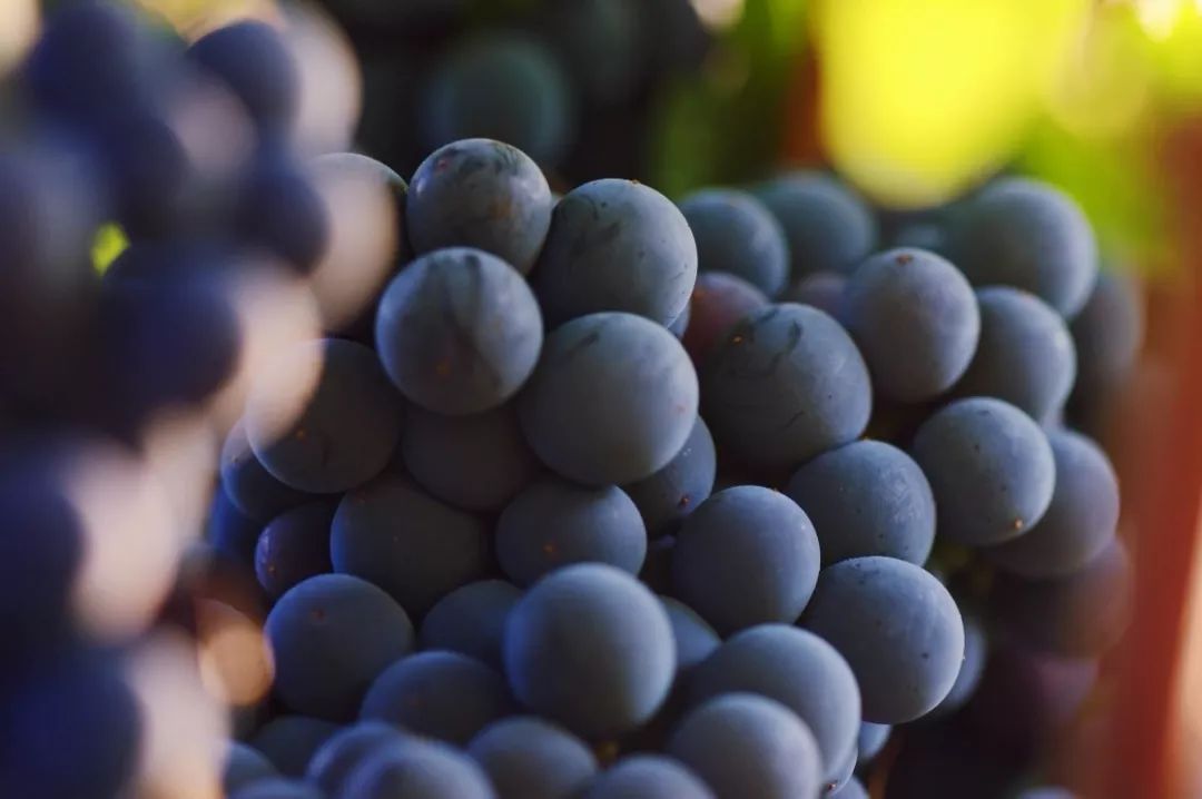 长城7年天赋葡萄酒价格表,长城天赋葡萄酒测评