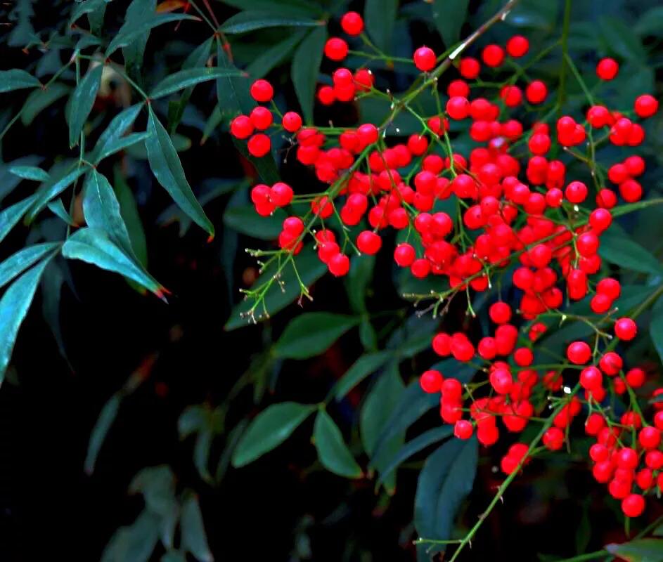 红豆是什么果实,红豆学名相思子