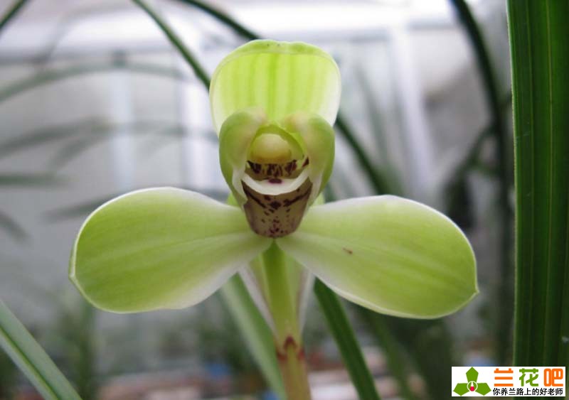 兰花叶子焦尖和黑尖的区别,兰花有一叶发黄焦尖且速度很快