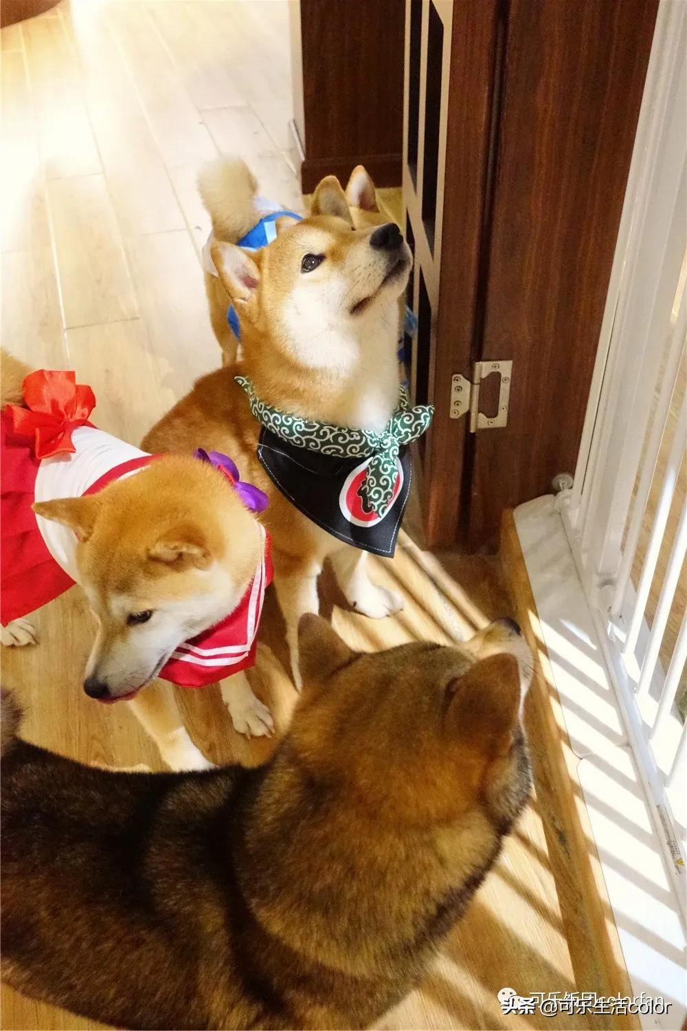 撸柴宠物乐园,广州番禺撸狗圣地