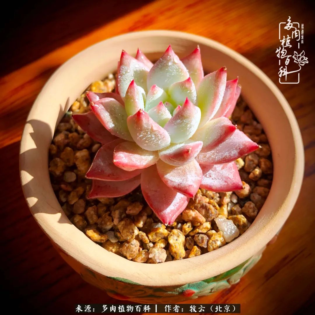 多肉植物一样的生机勃勃,多肉生活充满诗意
