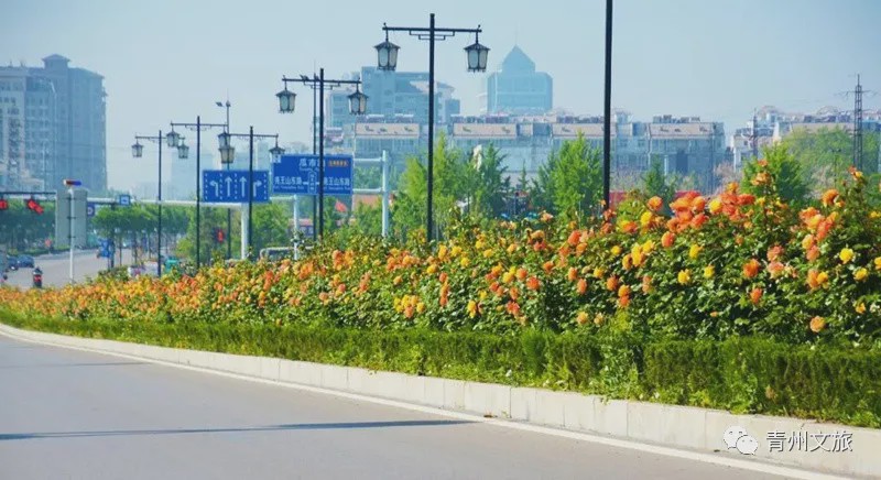 花满青州——初夏清浅微风起，蔷薇月季满城香