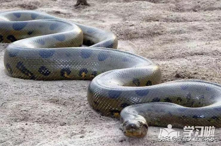 最新世界十大“怪”，最后一个太绝了！