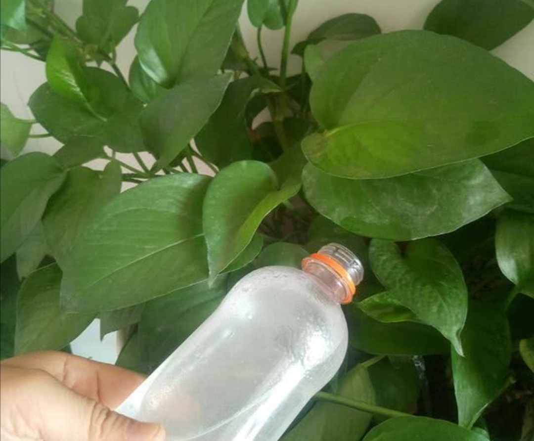 养花时怎么做营养液,家中养花自配营养液