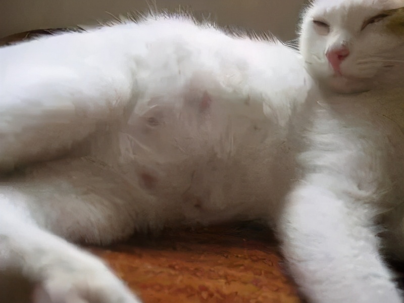 确定猫咪怀孕,怎么证明猫咪是不是怀孕了