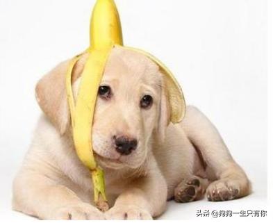 狗狗不能吃哪几种蔬菜水果,狗不能吃的水果和食物