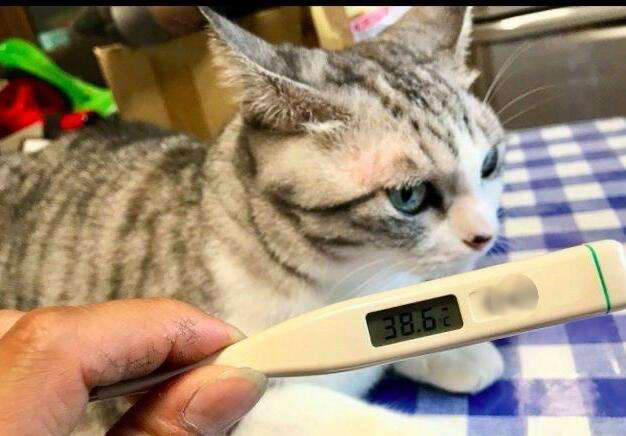 猫生化检查共几项,新猫进家注意事项