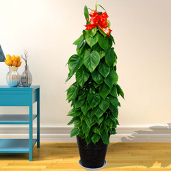 既好养活又长得快便于观察的绿植,叶片可以长很长的绿植