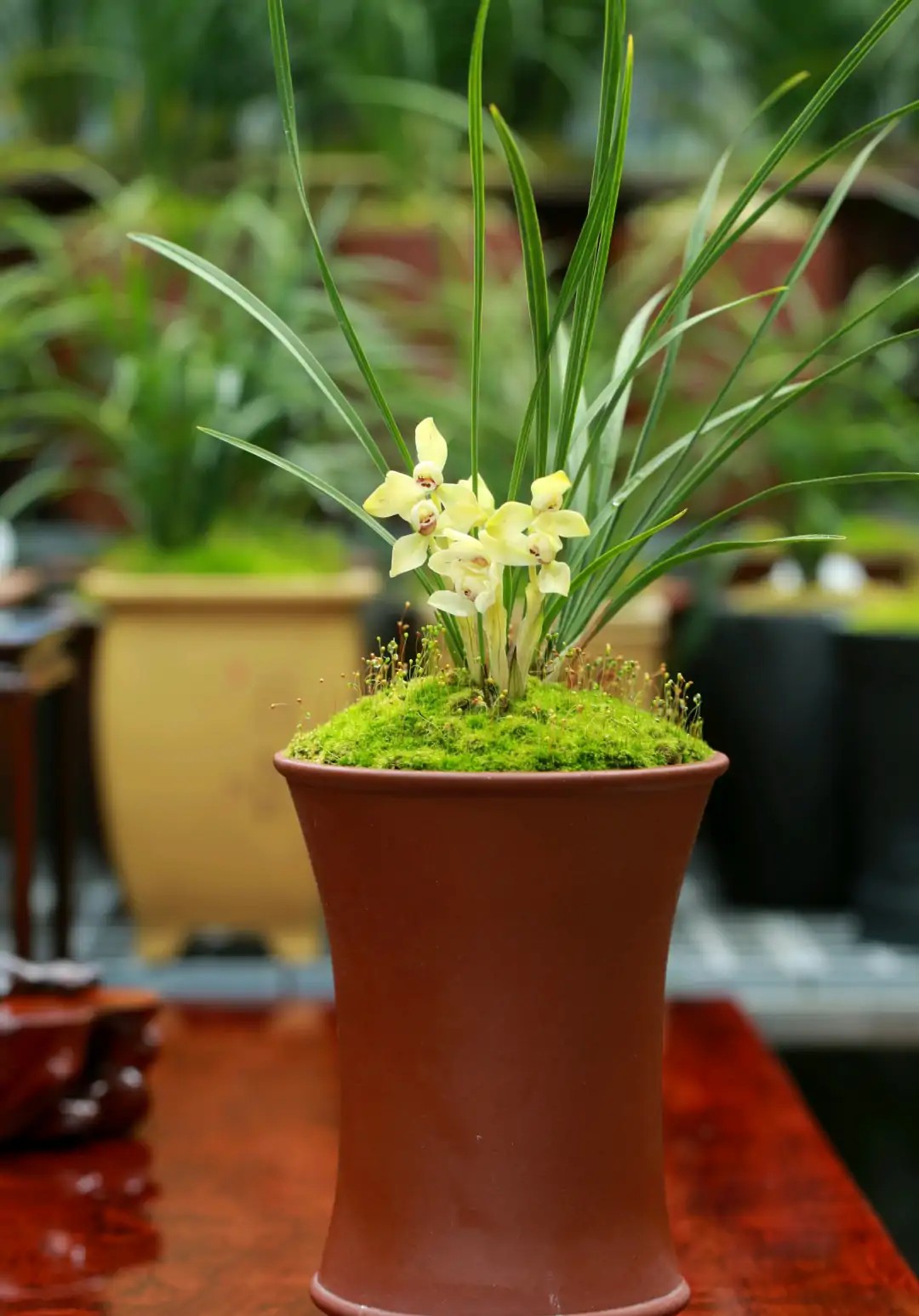 春天养花小黑飞,灭花盆黑小飞虫最简单的方法