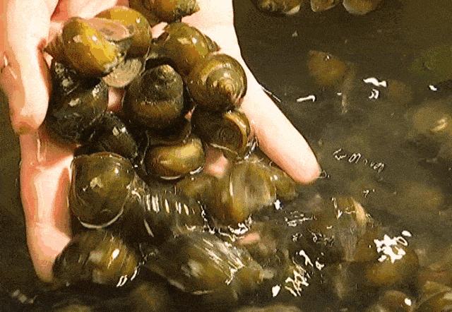 可以在人体寄生的海洋寄生虫,血吸虫寄生人体雌虫多久会产卵