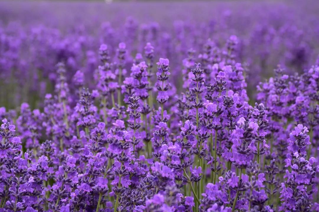 多特瑞芳香精油,多特瑞精油是什么味道